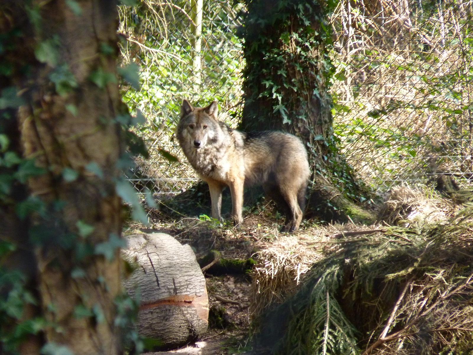European Wolf
