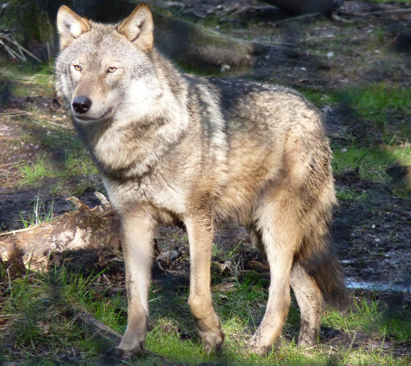 European Wolf