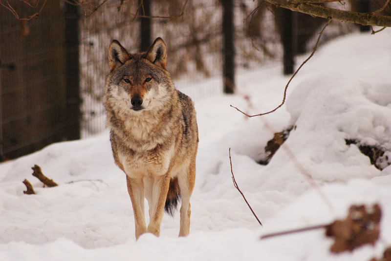 European wolf