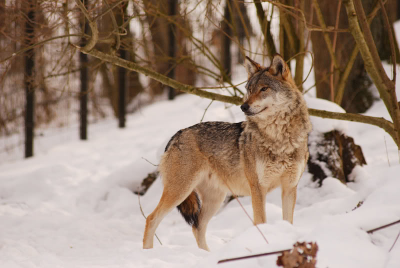 European wolf