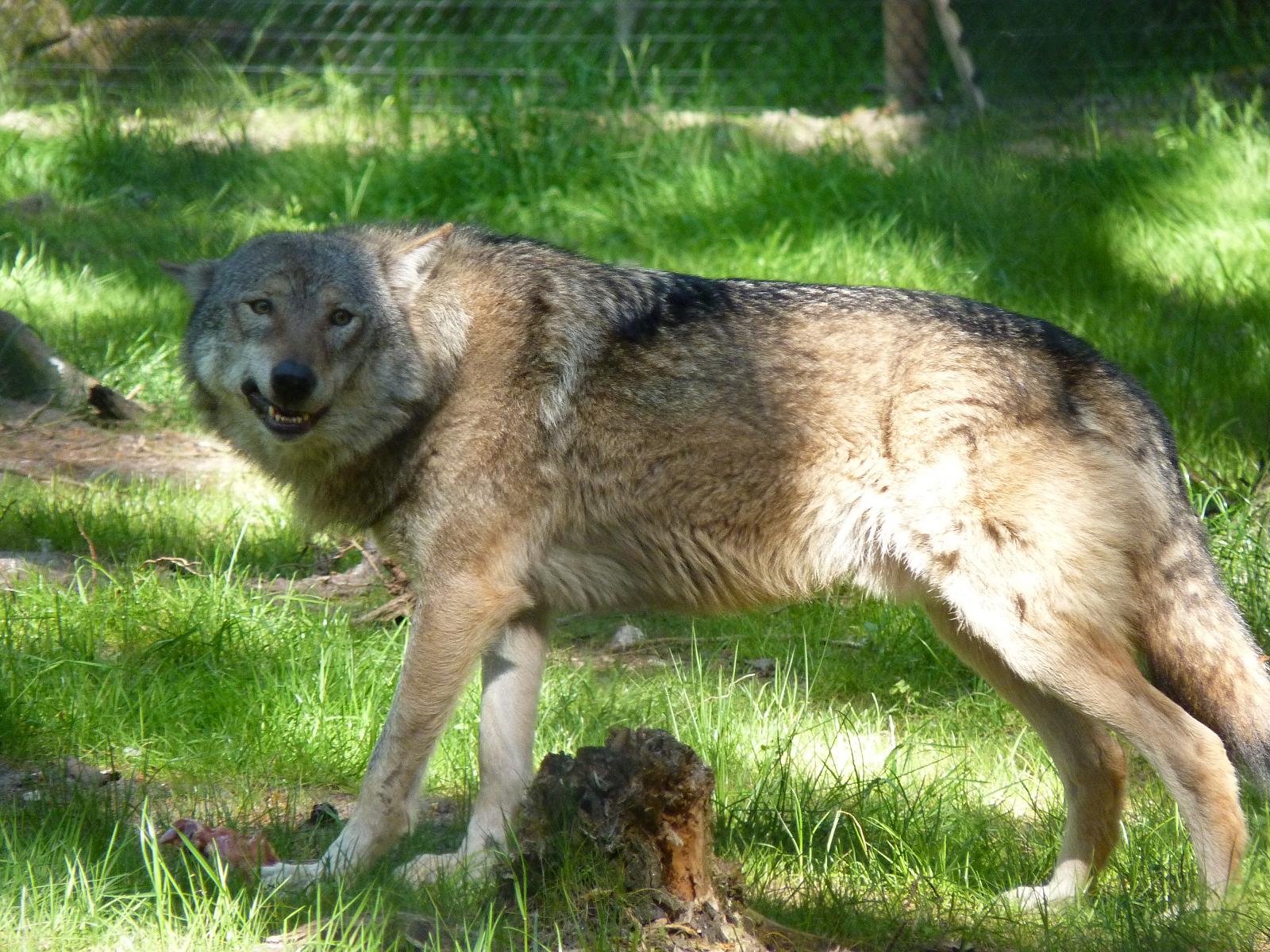 European Wolf
