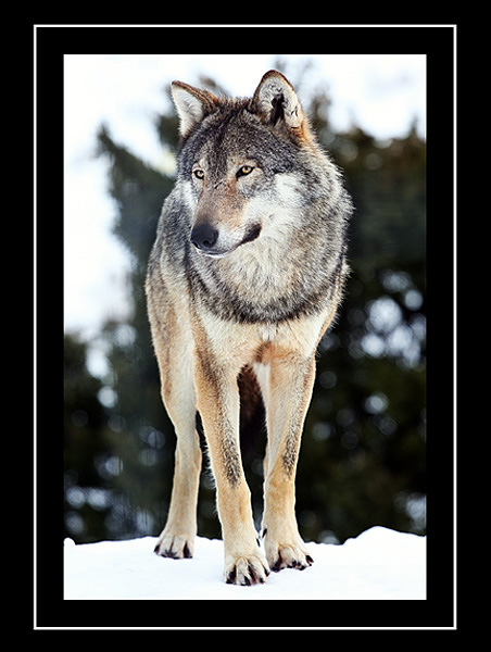 European Wolf