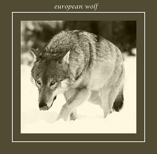 European Wolf