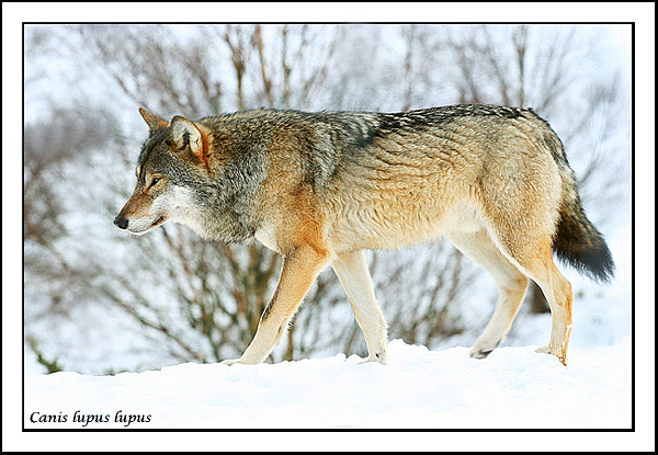 European Wolf