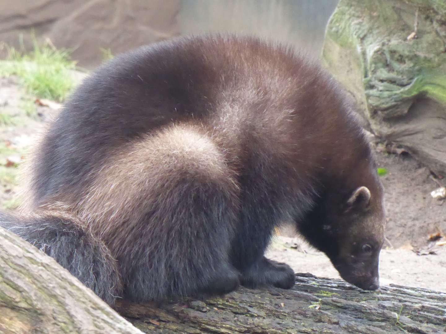 European wolverine 011219