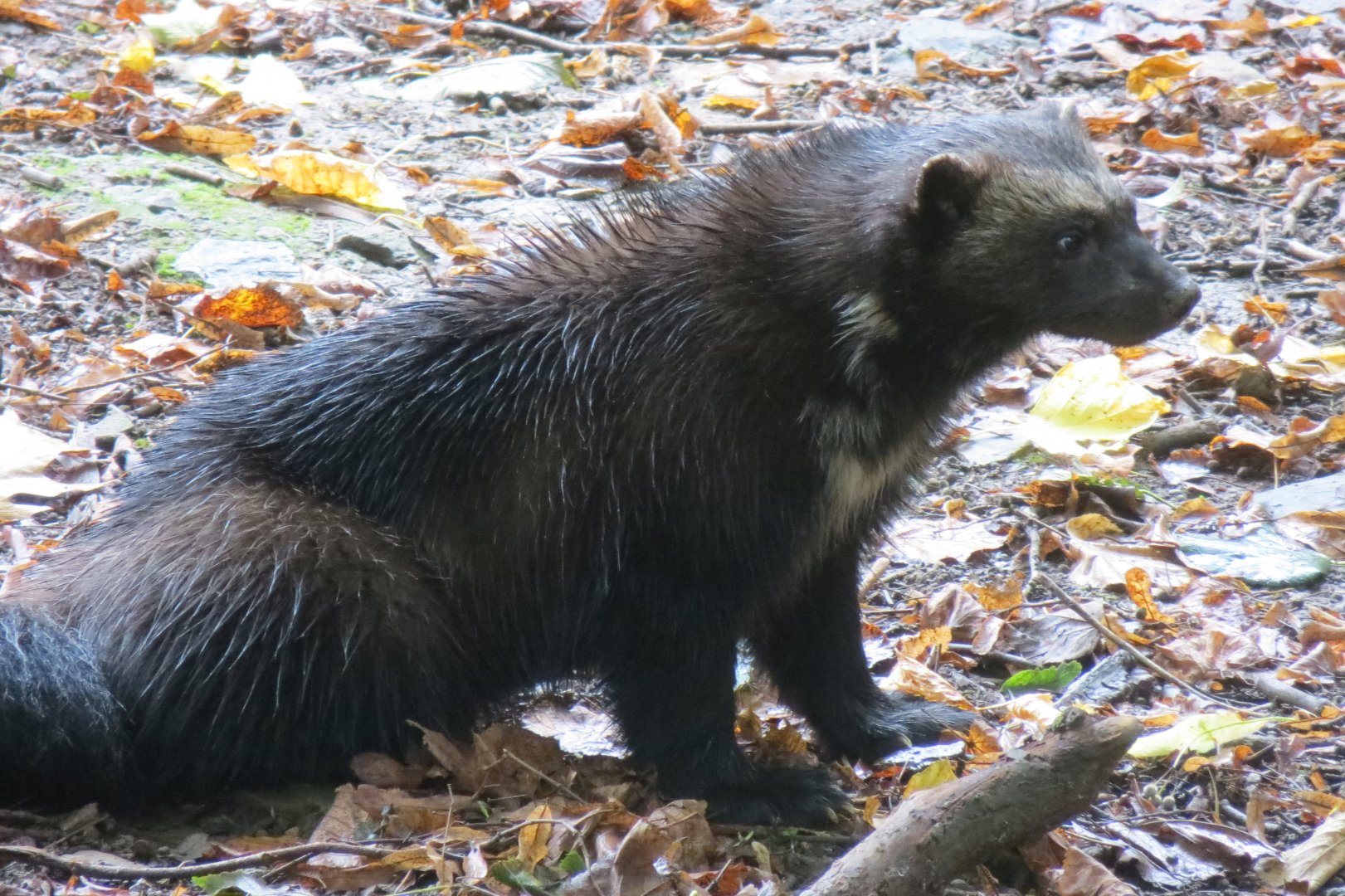 European wolverine 071019