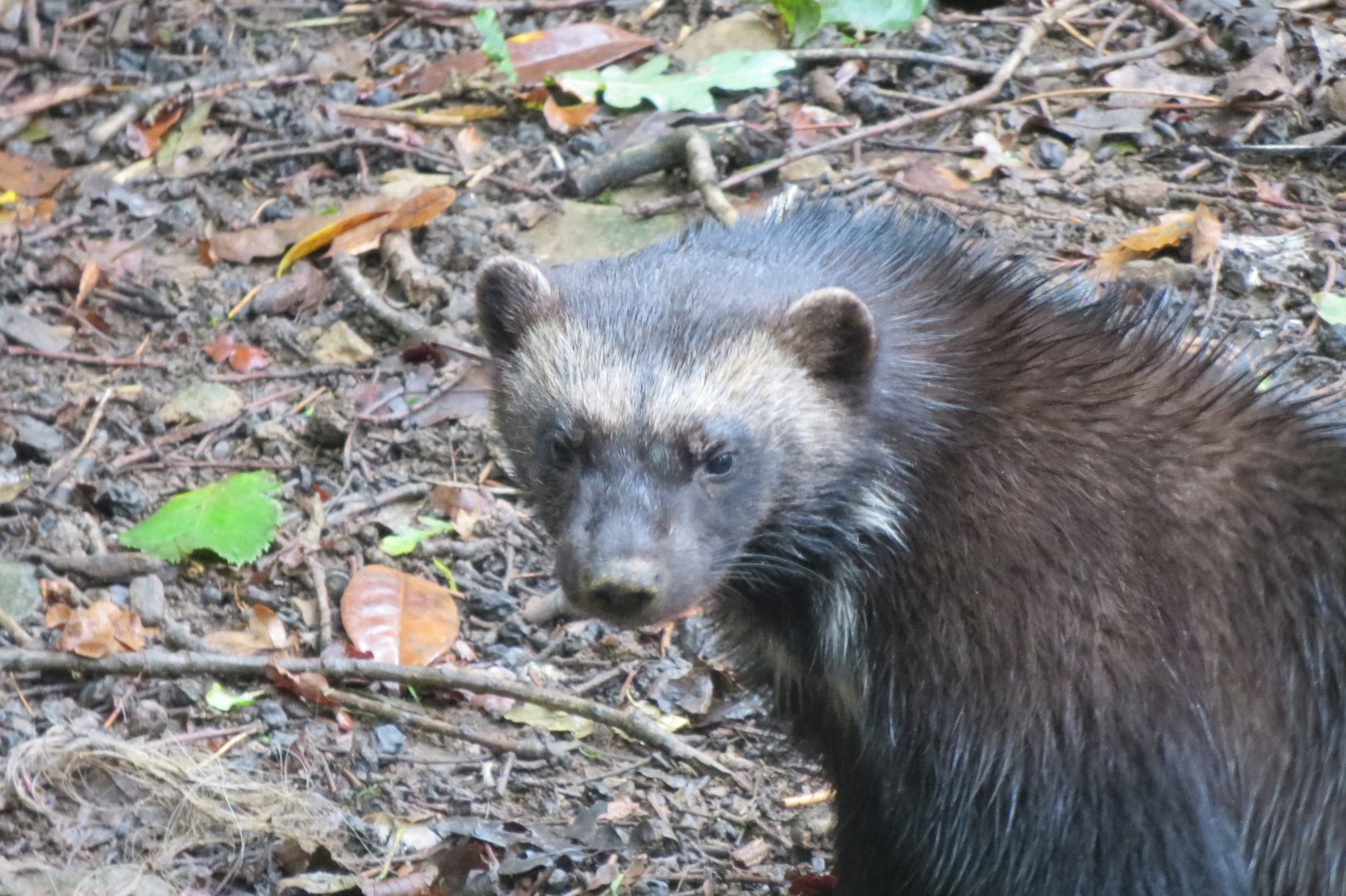 European wolverine 071019