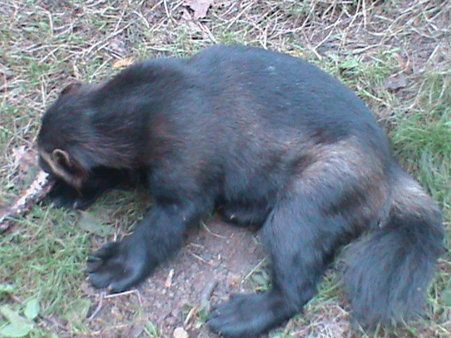 european wolverine 160911