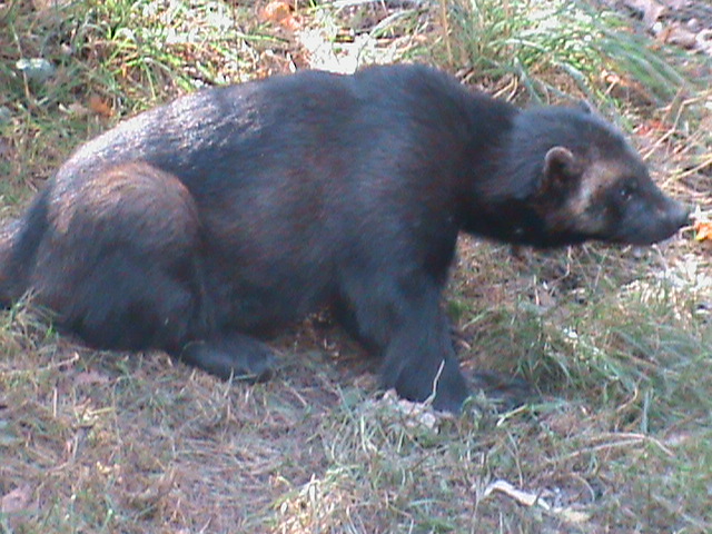european wolverine 160911