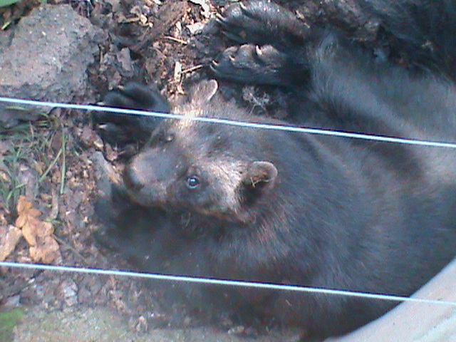 european wolverine 160911