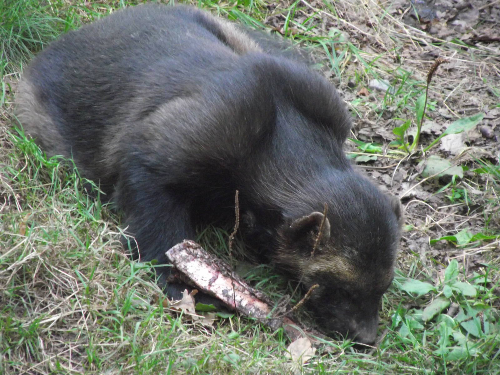 european wolverine 160911