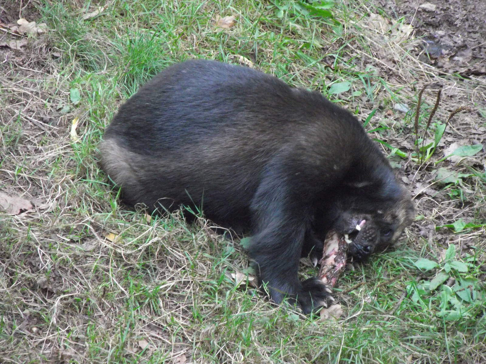 european wolverine 160911