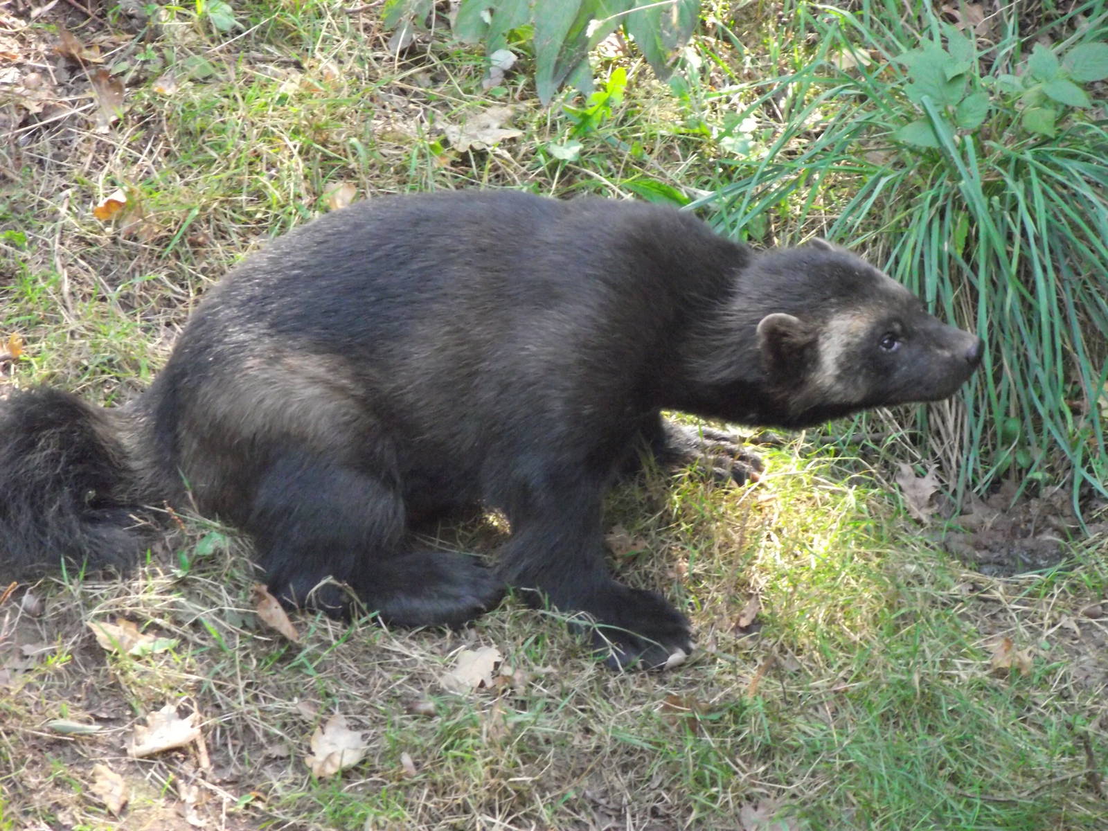 european wolverine 160911