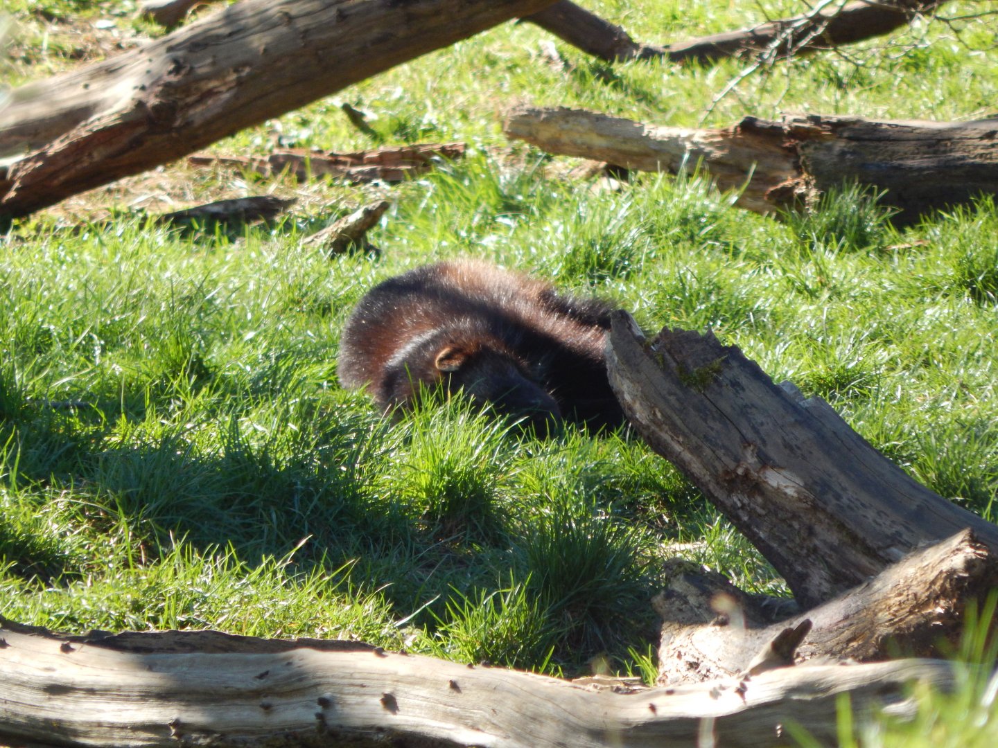 European wolverine 190322