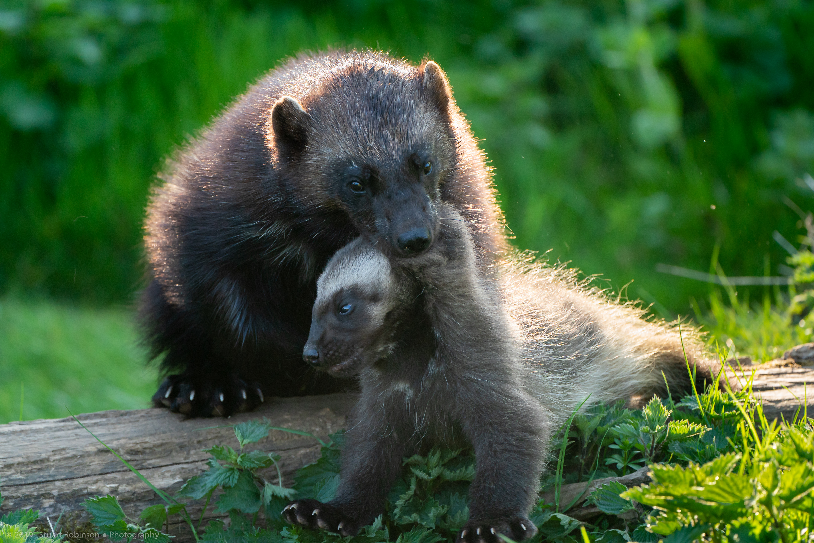 European Wolverine - 20/04/2019