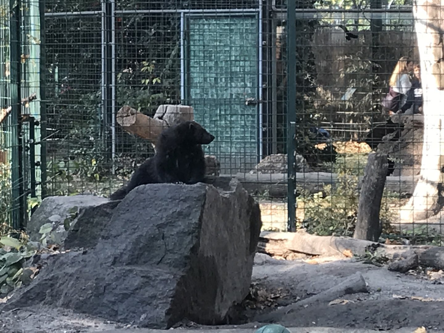 European Wolverine 201018