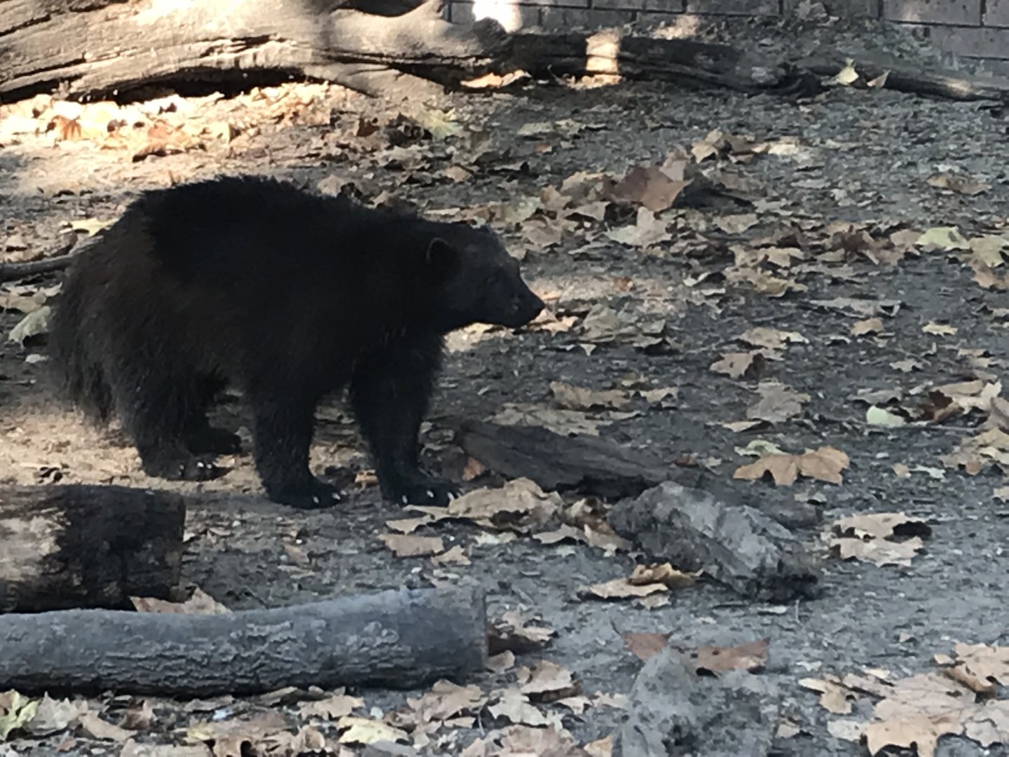 European Wolverine 201018