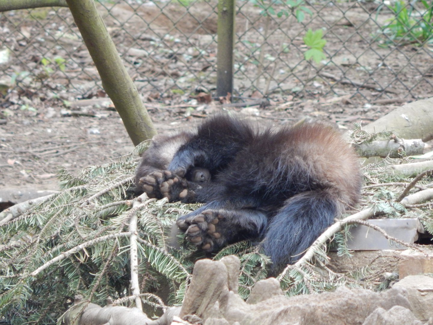 European wolverine 210421