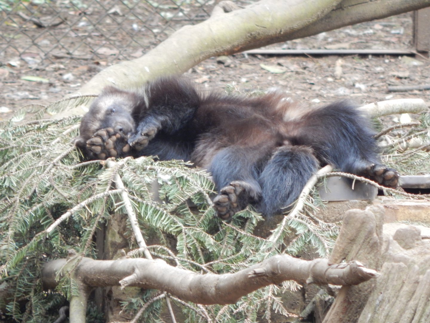 European wolverine 210421