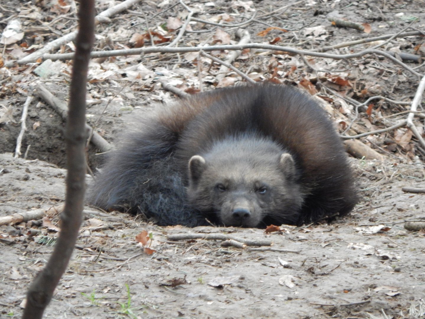 European wolverine 280222