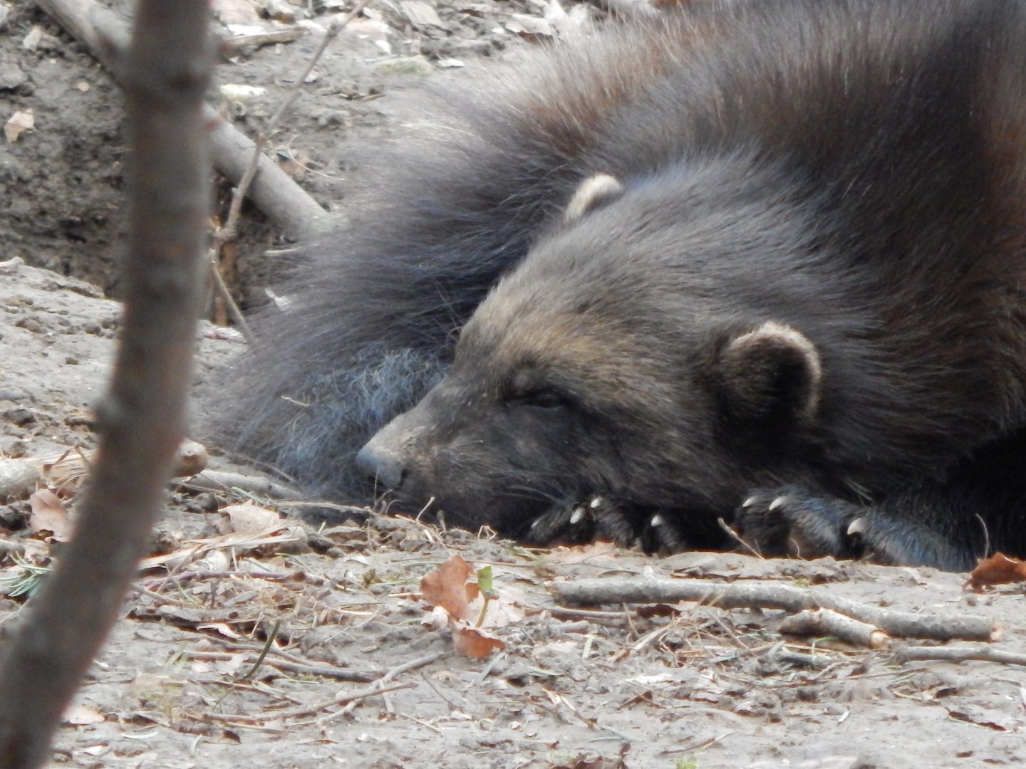 European wolverine 280222