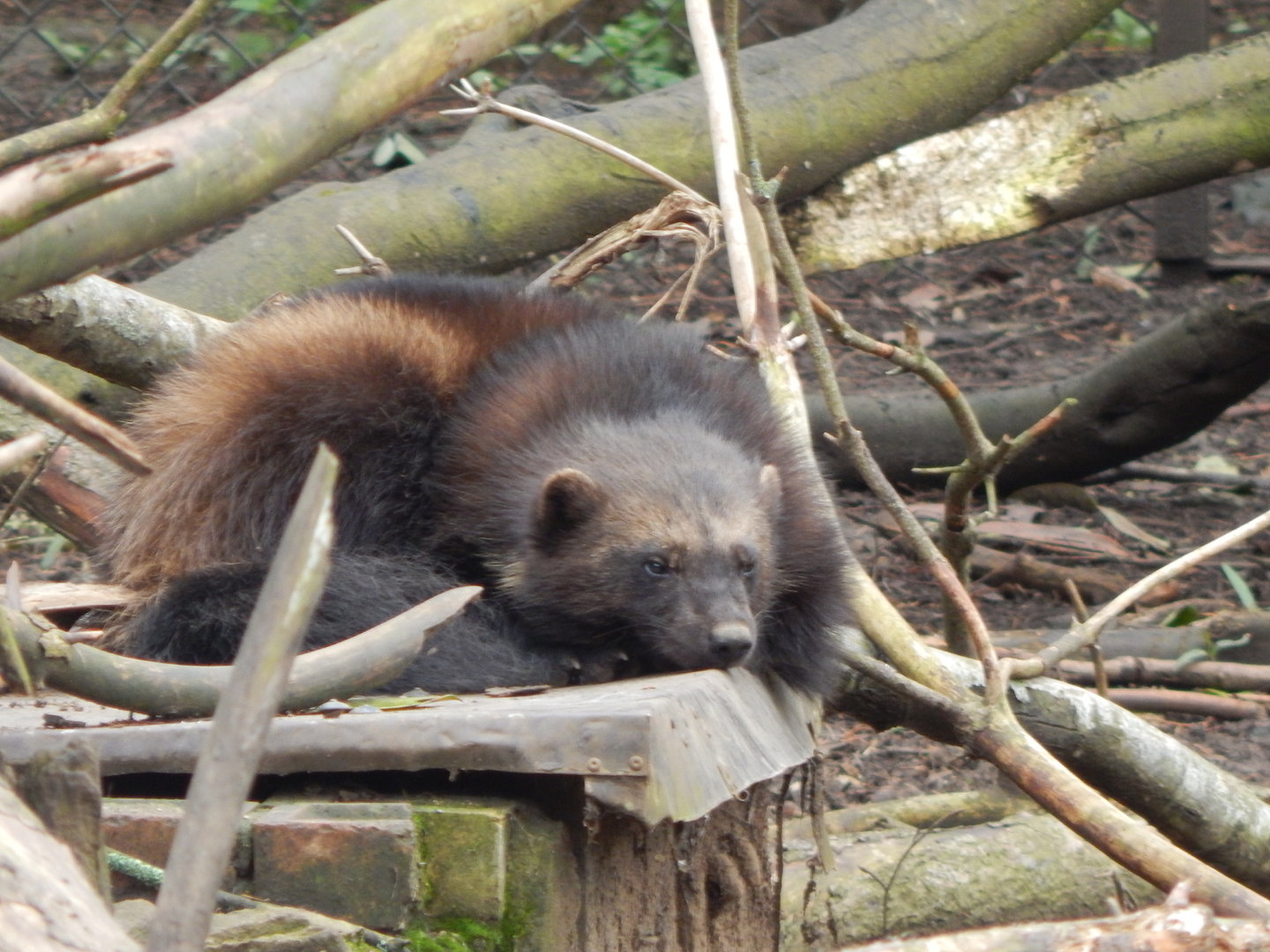 European wolverine 280423