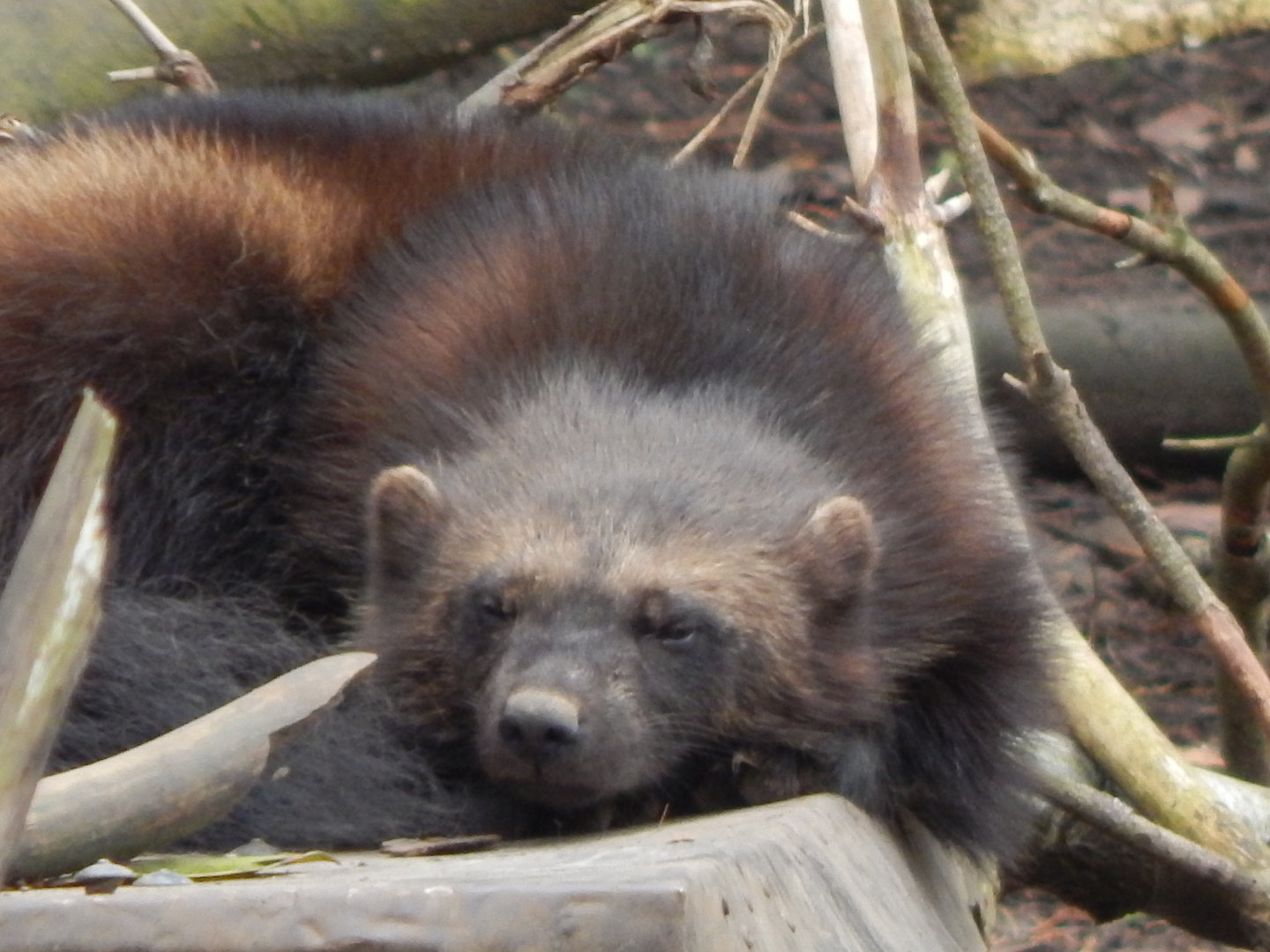 European wolverine 280423