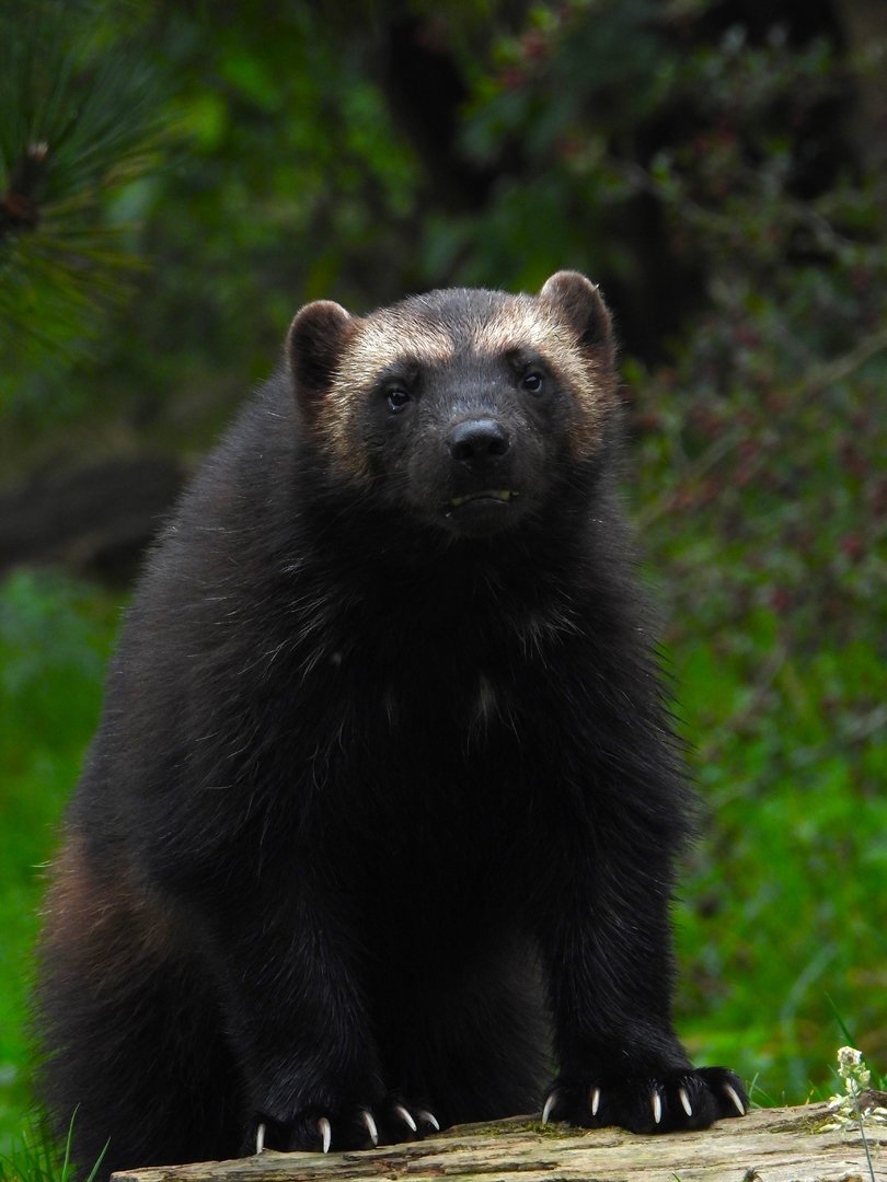 European Wolverine- 2nd October 2023