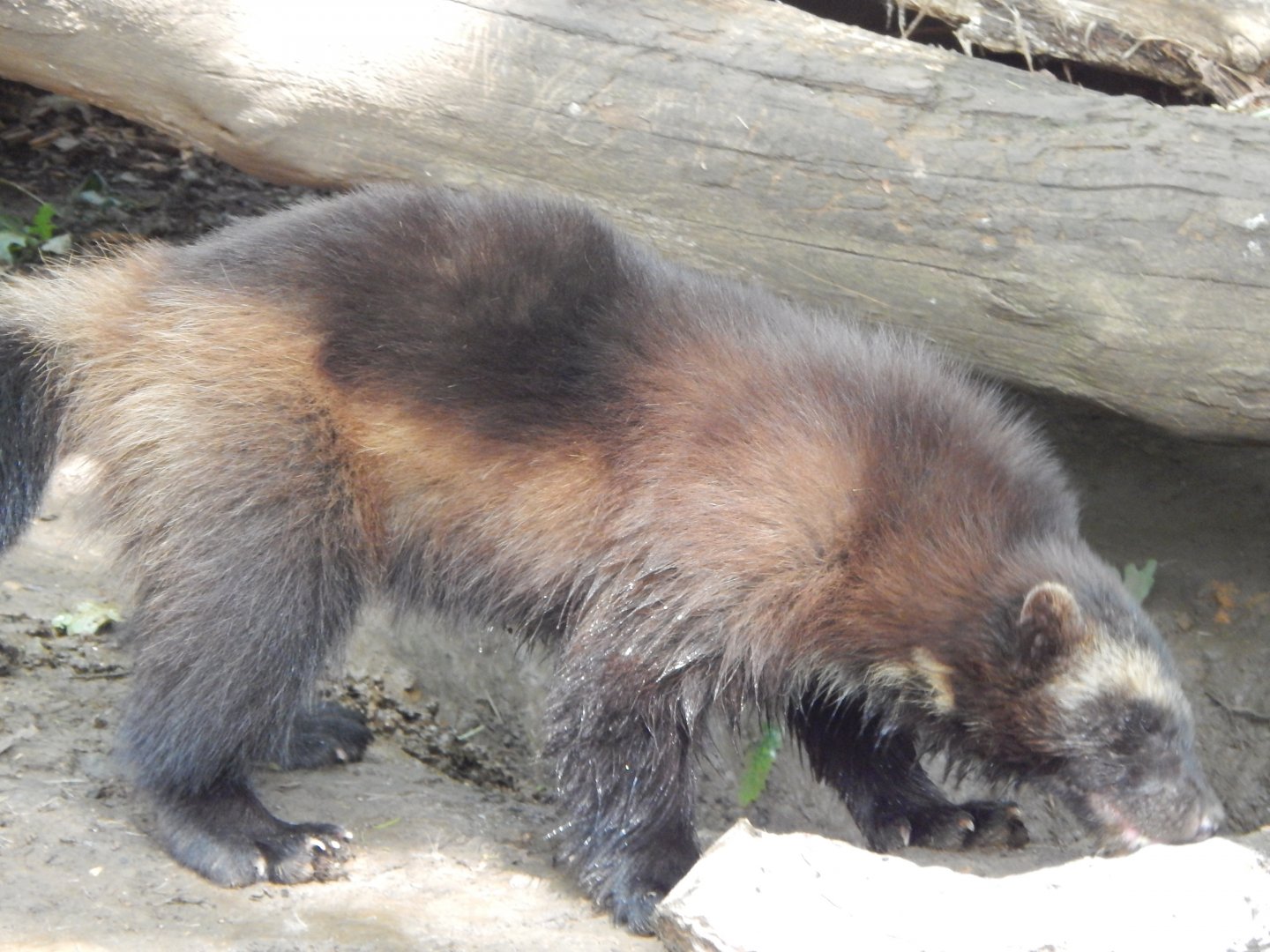 European wolverine 310525