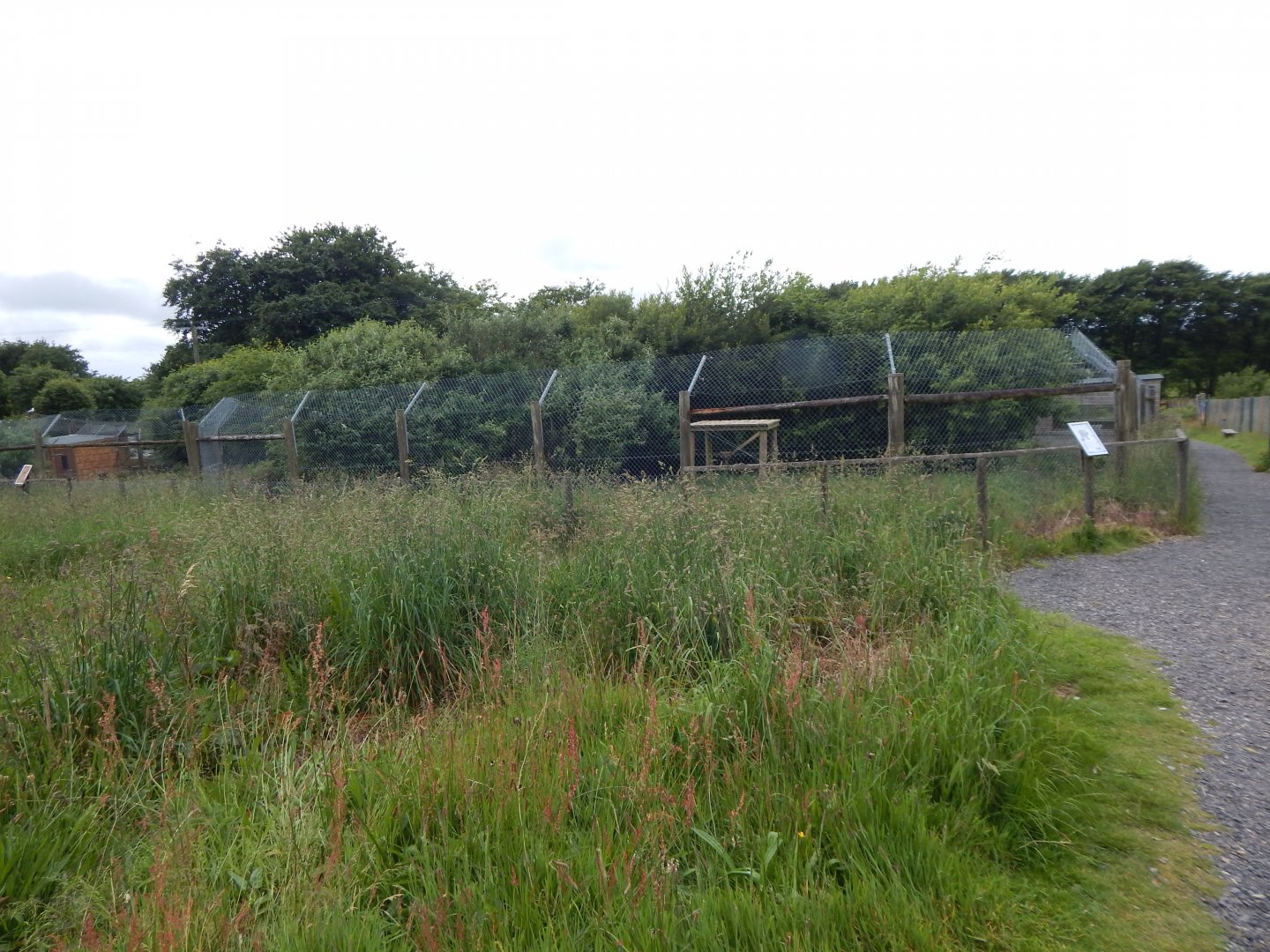 European wolverine enclosure 050625