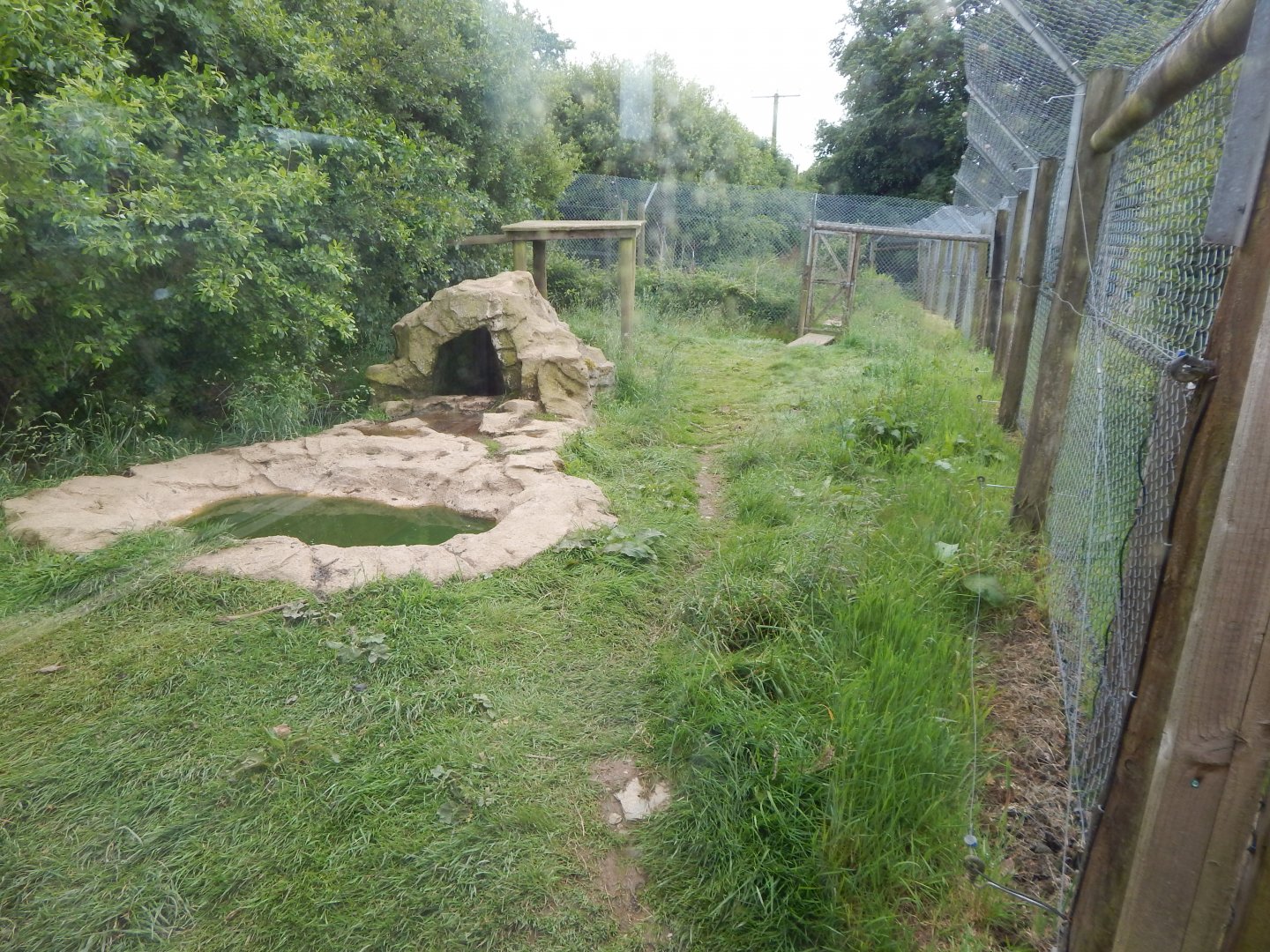 European wolverine enclosure 050625