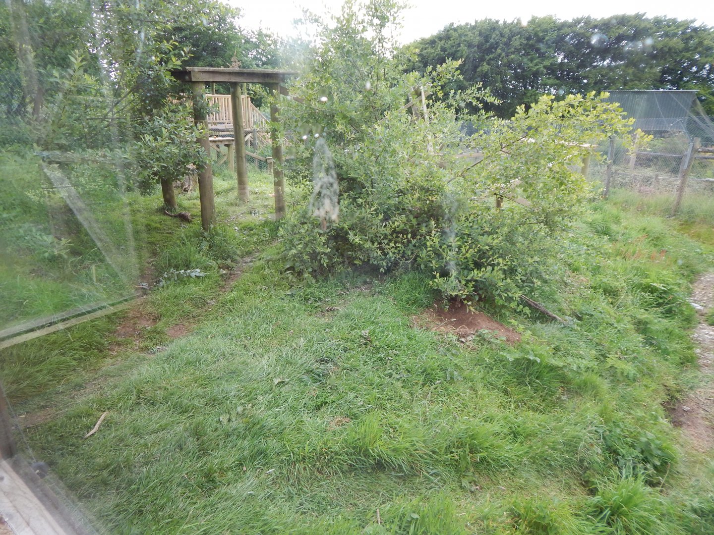 European wolverine enclosure 050625