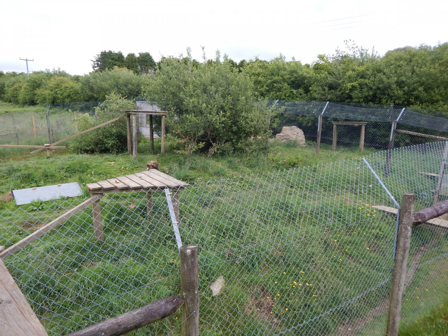 European wolverine enclosure 050625
