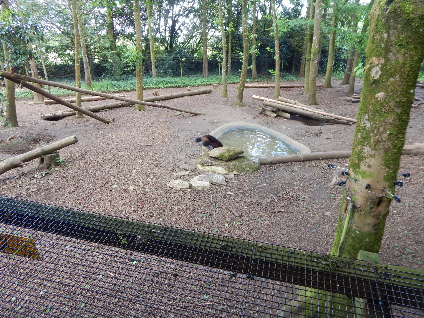 European wolverine enclosure 150524