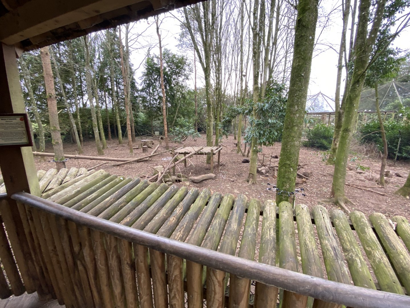 European wolverine enclosure 280222