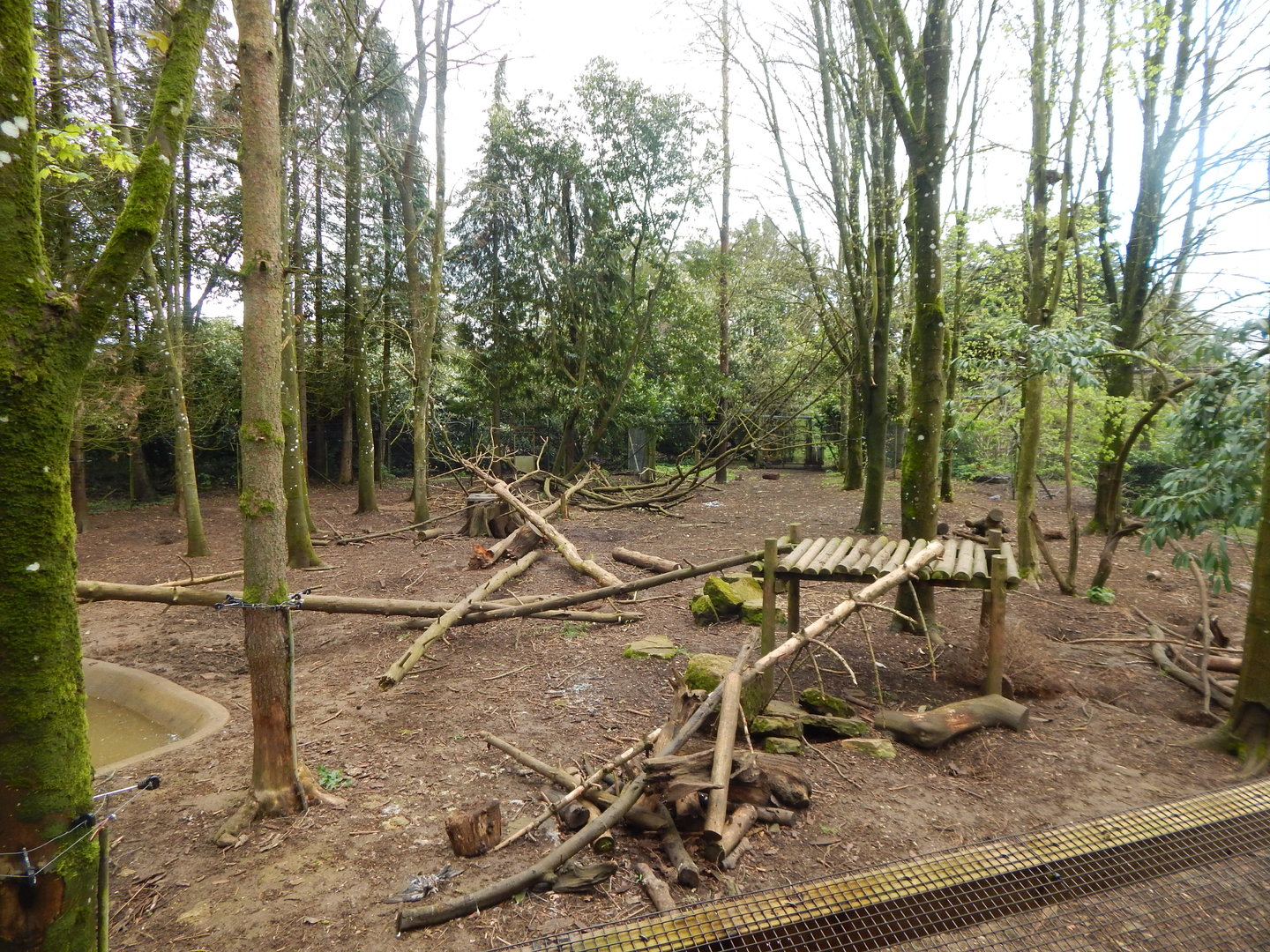 European wolverine enclosure 280423