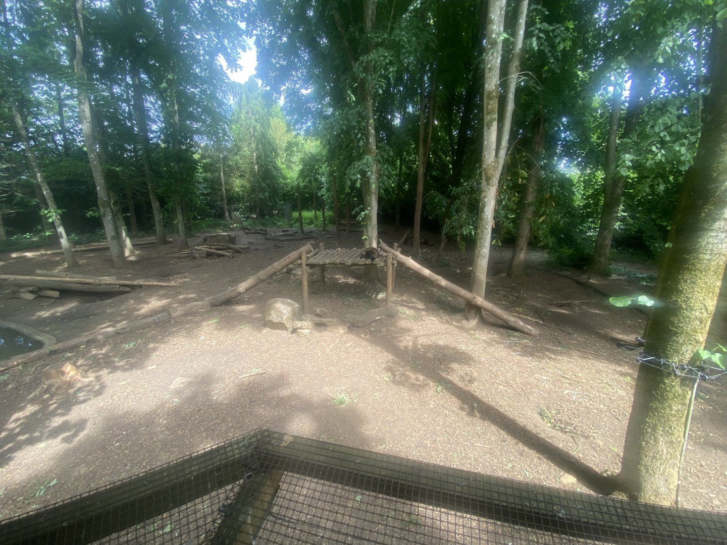 European wolverine enclosure 310525