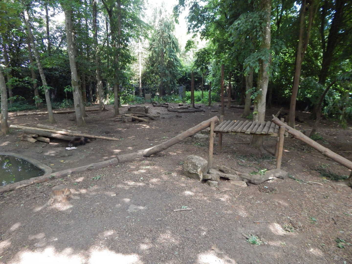 European wolverine enclosure 310525