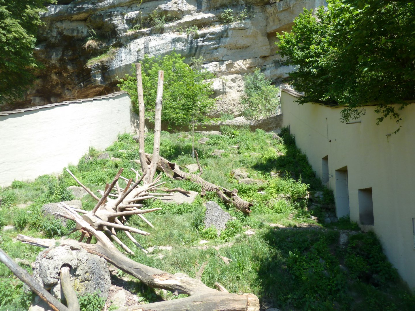 European wolverine enclosure