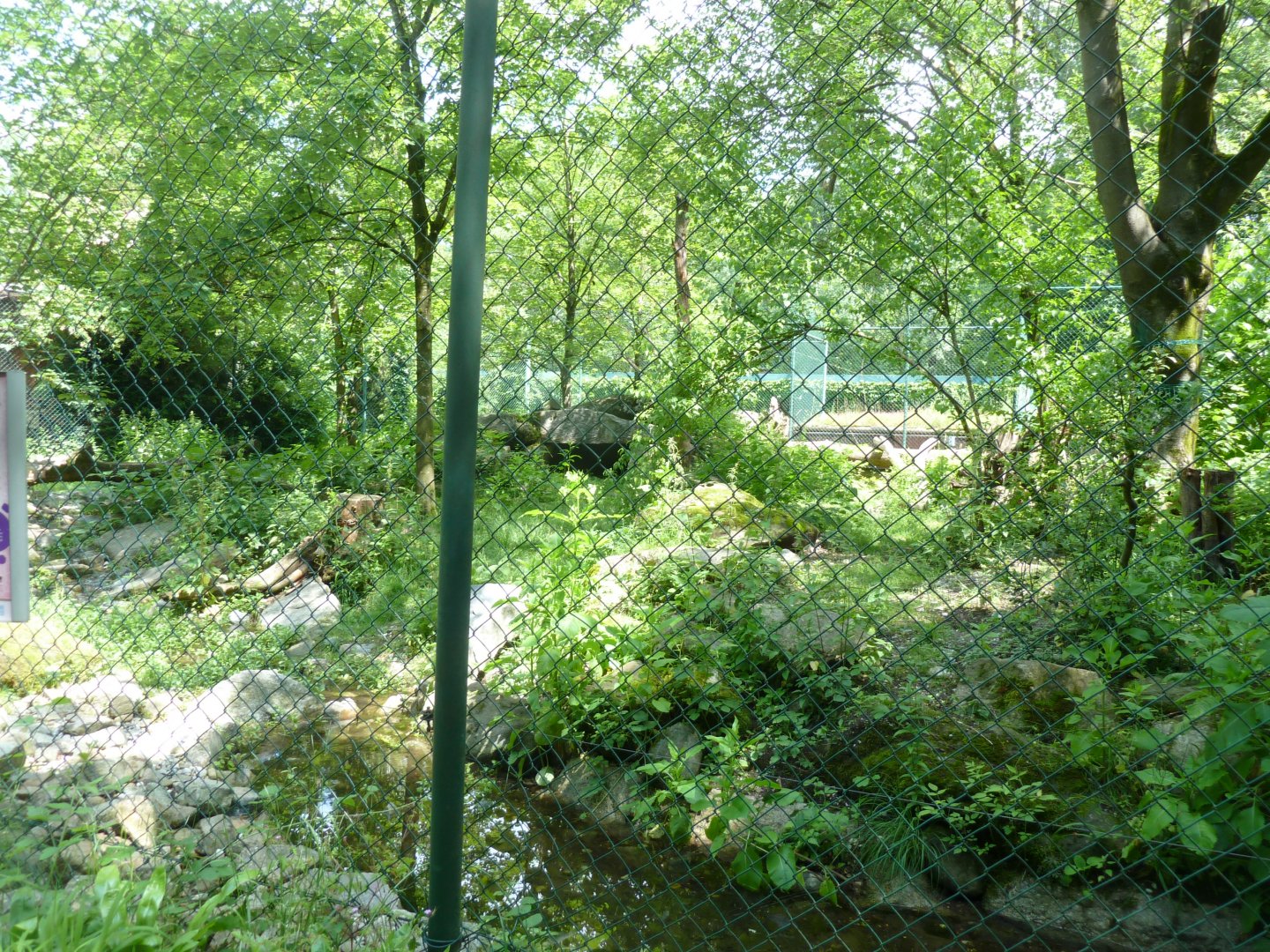 European wolverine enclosure