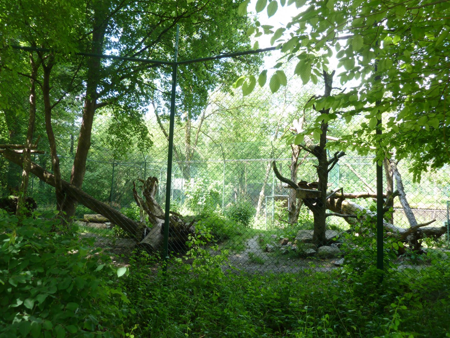 European wolverine enclosure