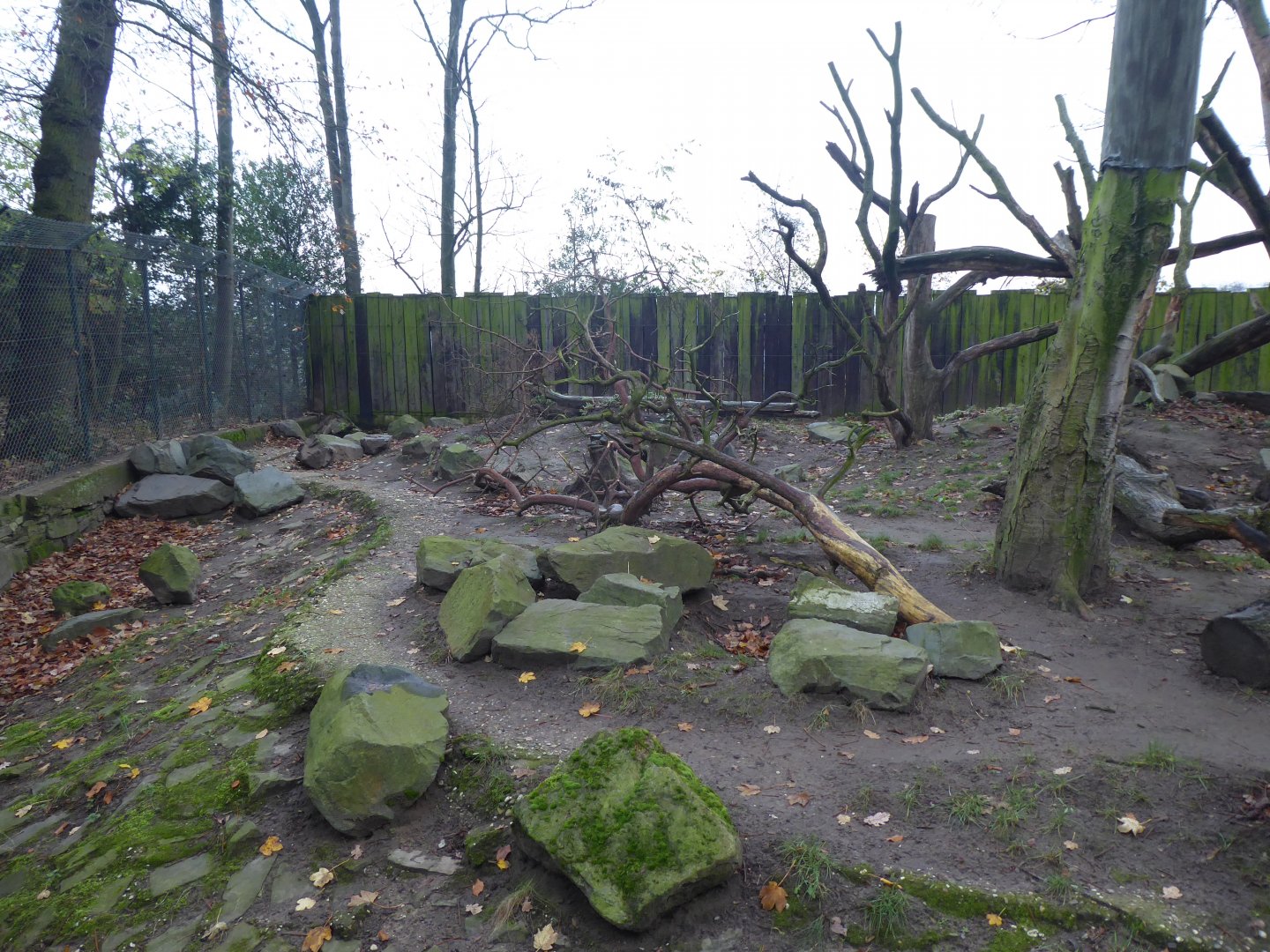 European wolverine exhibit 011219