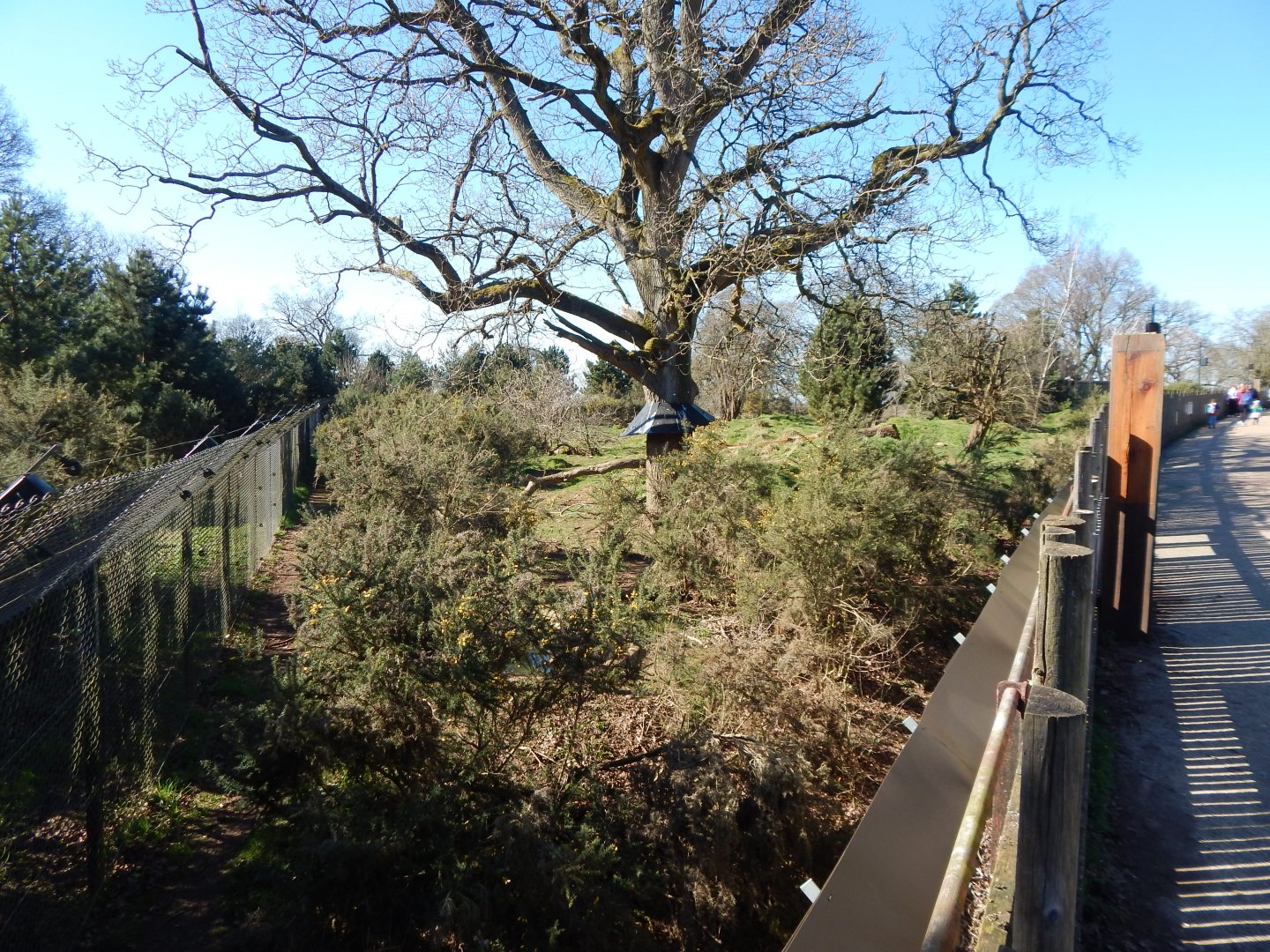 European wolverine exhibit 190322