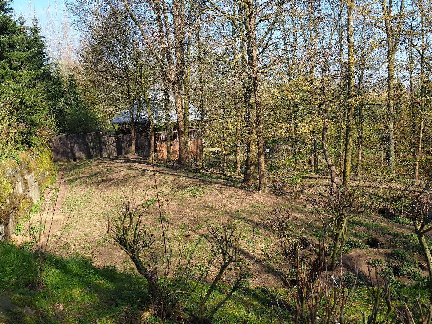 European wolverine exhibit, 2019-03-30