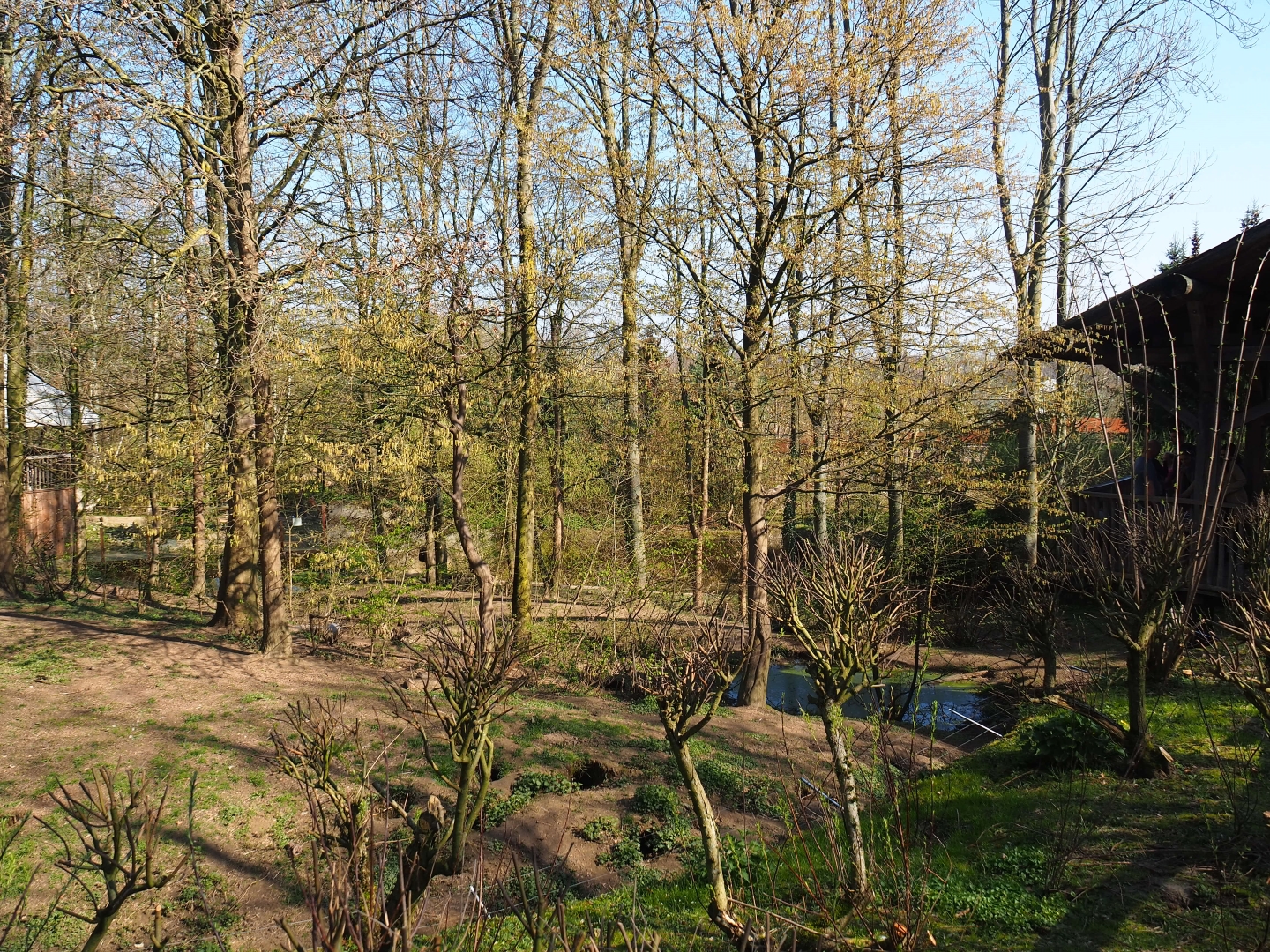 European wolverine exhibit, 2019-03-30