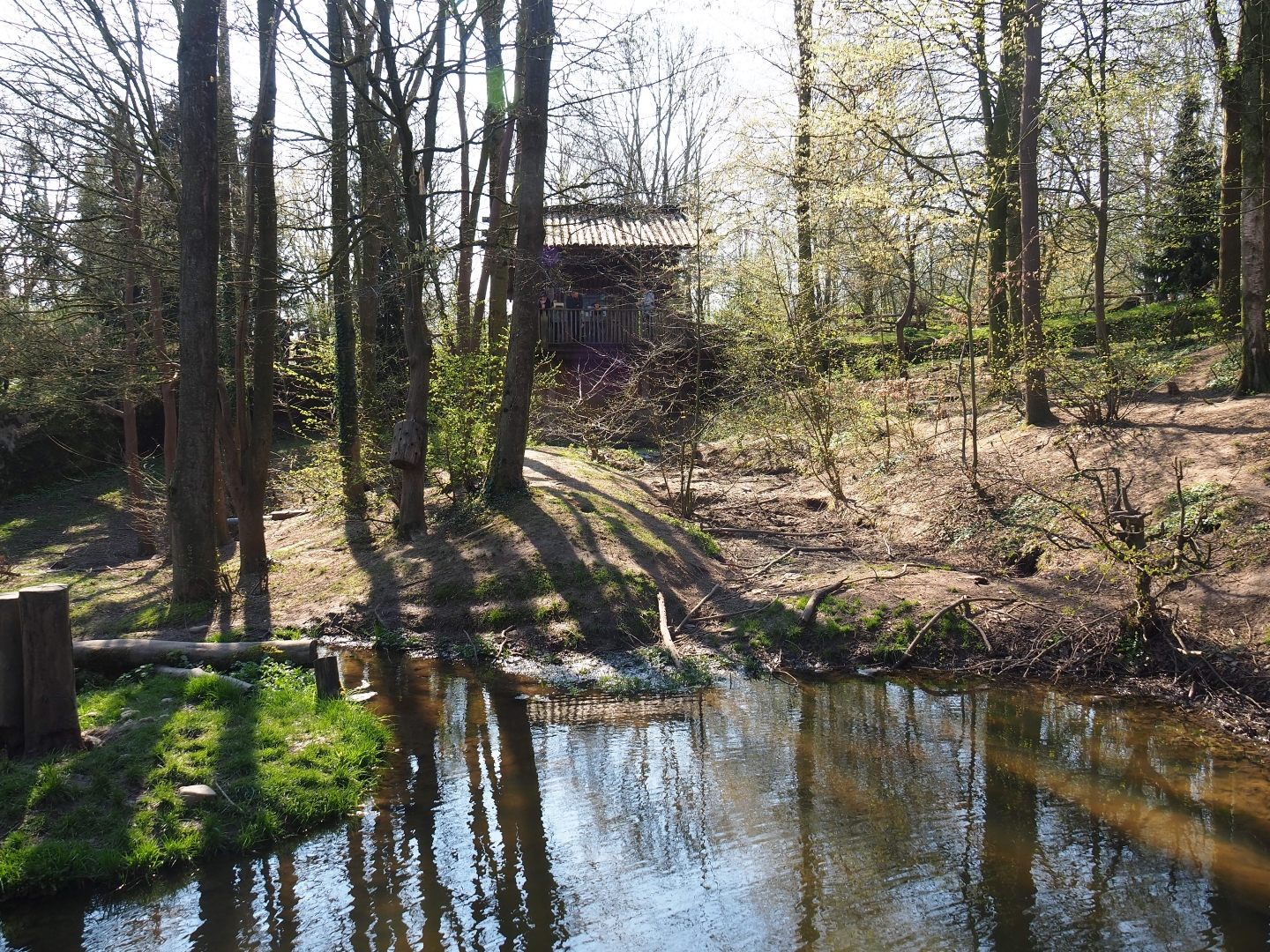 European wolverine exhibit, 2019-03-30