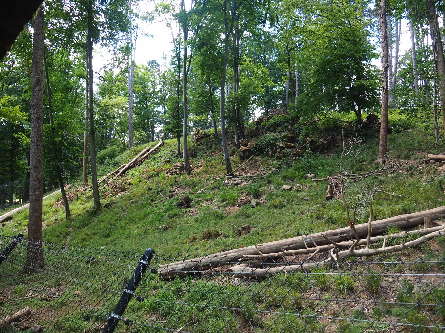 European wolverine exhibit, 2020-07-12