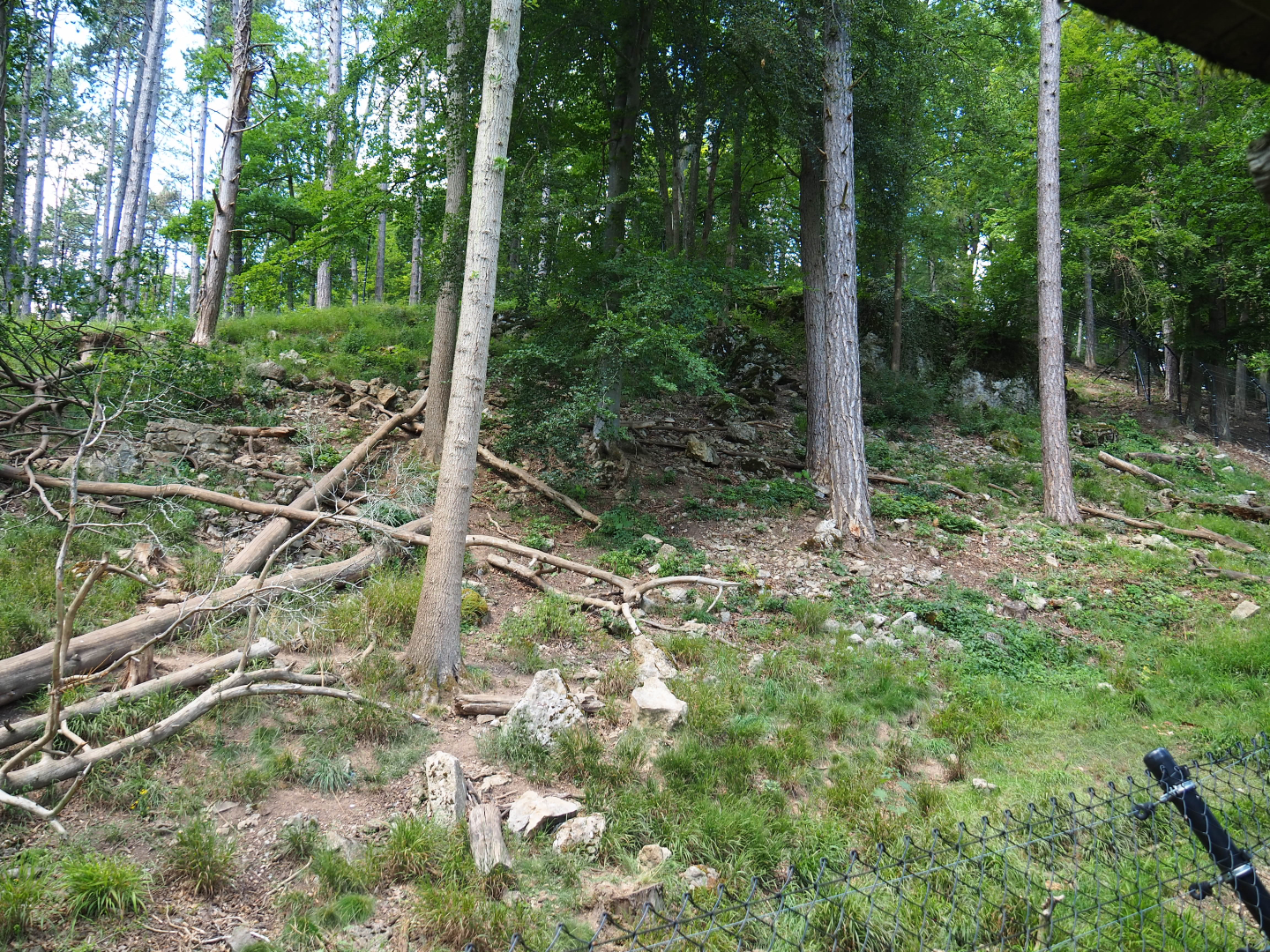 European wolverine exhibit, 2020-07-12