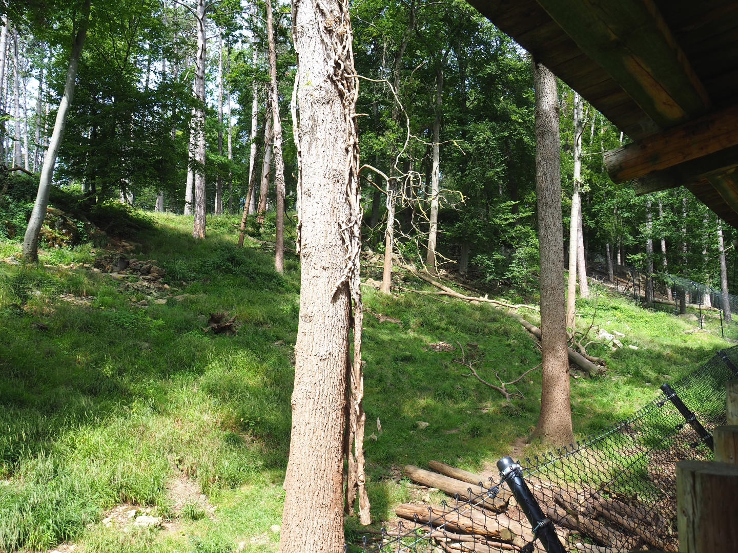 European wolverine exhibit, 2021-08-15
