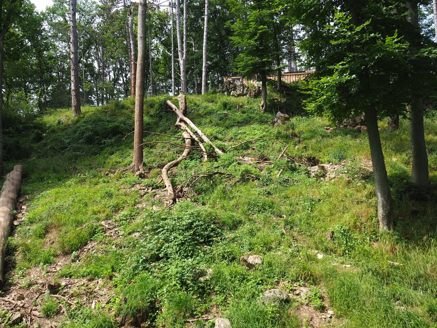 European wolverine exhibit, 2021-08-15